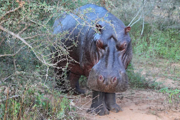 Flusspferd Hippopotame Hippopotame Amphibie — Photo