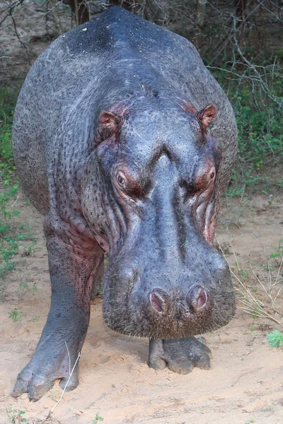 Flusspferd Hippopotamus Hippopotamus Amfibi — Stok fotoğraf