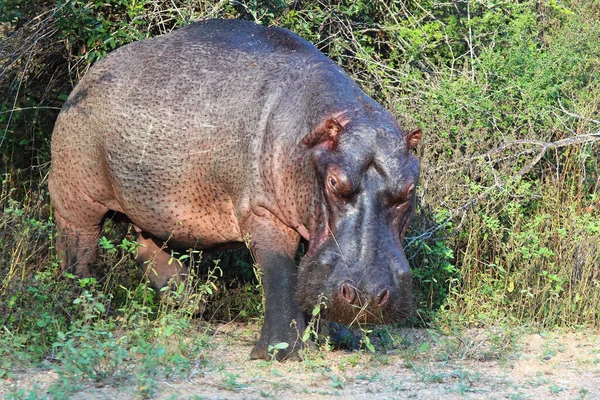 Flusspferd Hippopotamus Hippopotamus Kétéltűek — Stock Fotó