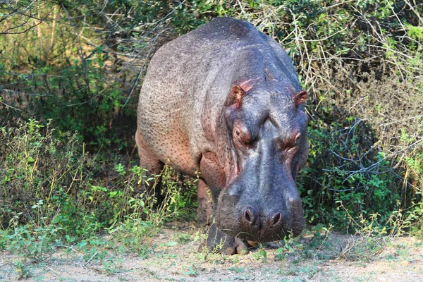 Flusspferd Hippopotame Hippopotame Amphibie — Photo