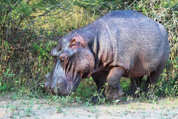 Flusspferd Hippopotamus Hippopotamus Amphibius — стоковое фото