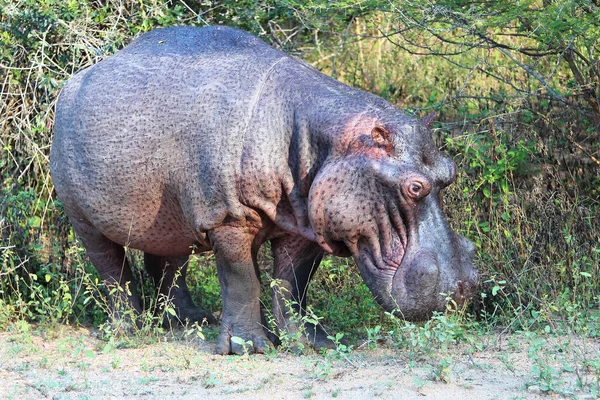 Флюсспейс Гіпопотама Гіпопотамас Амфібія — стокове фото