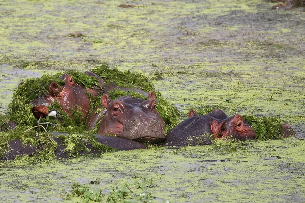 Hippopotamus African Jacana Hippopotamus Amphibius Foophilornis Affelus — стоковое фото