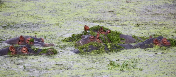 Nilpferd Und Afrikanisches Jakana Nilpferd Amphibius Actophilornis Africanus — Stockfoto