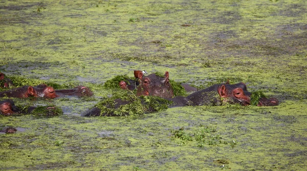 Hippopotamus Afrikalı Jacana Hippopotamus Amfibi Actophilornis Africanus — Stok fotoğraf