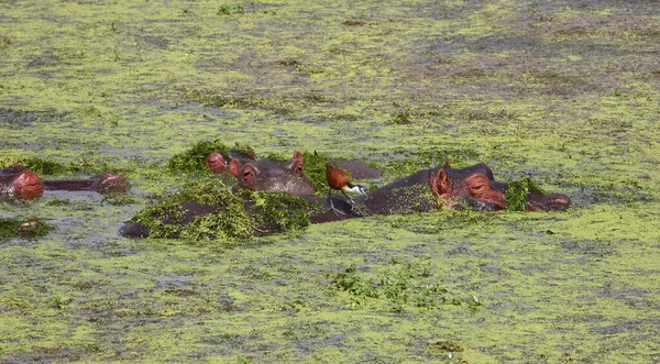 Hippopotamus Afrikalı Jacana Hippopotamus Amfibi Actophilornis Africanus — Stok fotoğraf