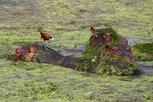 Hippopotamus African Jacana Hippopotamus Amphibius Actophilornis Africanus — стокове фото