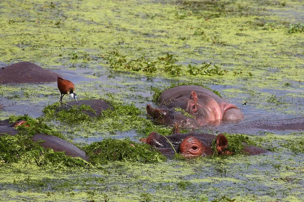 Hippopotamus Och Afrikansk Jacana Hippopotamus Amphibius Och Actophilornis Africanus — Stockfoto