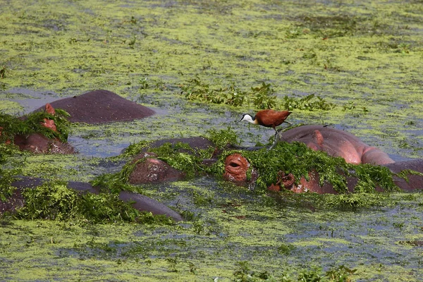 Hippopótamo Jacana Africana Hippopopotamus Amphibius Actophilornis Africanus — Fotografia de Stock