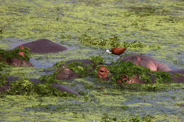 Nilpferd Und Afrikanisches Jakana Nilpferd Amphibius Actophilornis Africanus — Stockfoto