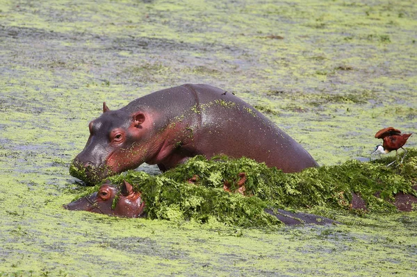 Hippopotamus African Jacana Hippopotamus Amphibius Actophilornis Africanus — Stock Photo, Image