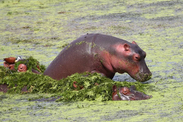 Hippopotamus African Jacana Hippopotamus Amphibius Foophilornis Affelus — стоковое фото