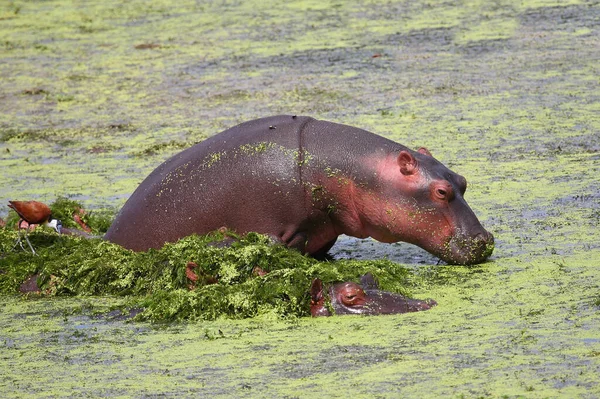 Ιπποπόταμος Και Αφρικανικά Jacana Hippopotamus Amphibius Actophilornis Africanus — Φωτογραφία Αρχείου