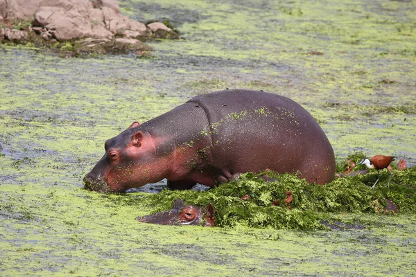 Hipopótamo Jacana Africana Hippopotamus Amphibius Actophilornis Africanus —  Fotos de Stock