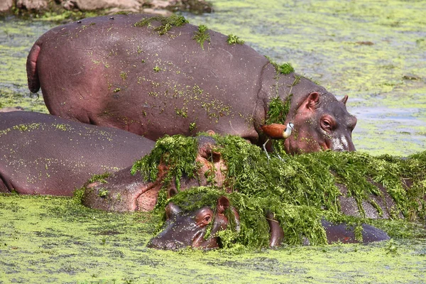 Hippopotame Jacana Afrique Hippopotame Amphibie Actophilornis Africanus — Photo