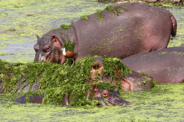 Hippopótamo Jacana Africana Hippopopotamus Amphibius Actophilornis Africanus — Fotografia de Stock