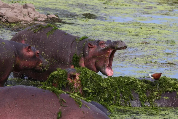 Hippopotamus African Jacana Hippopotamus Amphibius Actophilornis Africanus — Stock Photo, Image