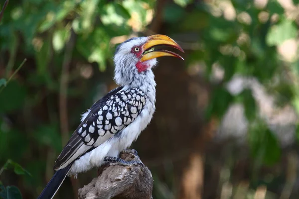 Gelbschnabeltoko Southern Yellow Billed Hornbill Tockus Leucomelas — Stock Photo, Image