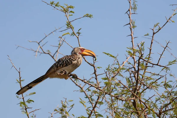 Gelbschnabeltoko Southern Yellow Billed Hornbill Tockus Leucomelas — Stock Photo, Image