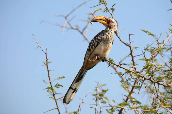 Suedlicher Gelbschnabeltoko Southern Yellow Billed Hornbill Tockus Leucomelas — Stock Photo, Image