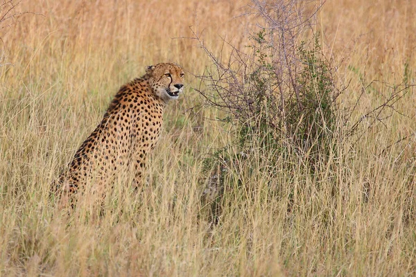 Gepard Cheetah Acinonyx Jubatus — Stockfoto