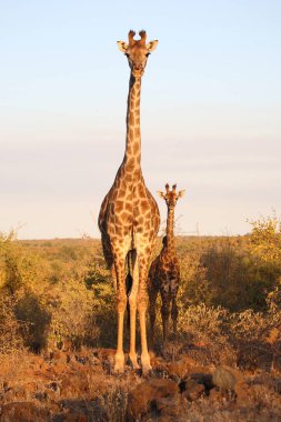 Giraffe / Giraffe / Giraffa camelopardalis