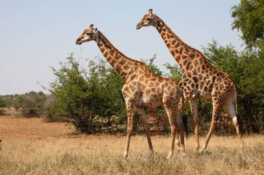 Giraffe / Giraffe / Giraffa camelopardalis