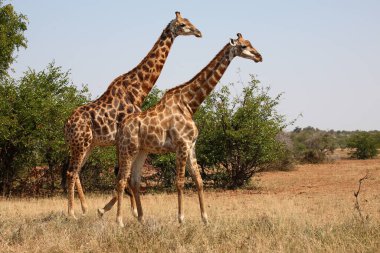 Giraffe / Giraffe / Giraffa camelopardalis