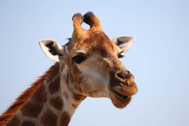 Giraffe / Giraffe / Giraffa camelopardalis
