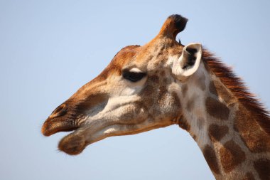 Giraffe / Giraffe / Giraffa camelopardalis