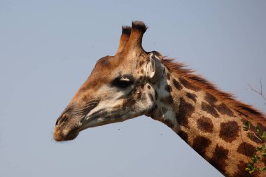 Giraffe / Giraffe / Giraffa camelopardalis