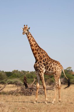 Giraffe / Giraffe / Giraffa camelopardalis