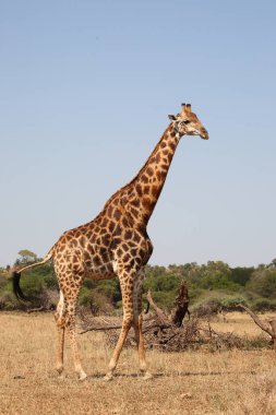 Giraffe / Giraffe / Giraffa camelopardalis