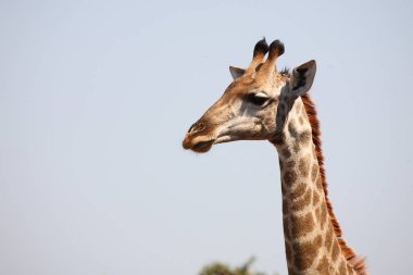 Giraffe / Giraffe / Giraffa camelopardalis