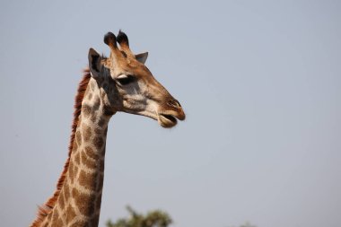 Giraffe / Giraffe / Giraffa camelopardalis
