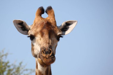 Giraffe / Giraffe / Giraffa camelopardalis
