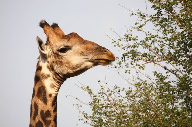 Giraffe / Giraffe / Giraffa camelopardalis