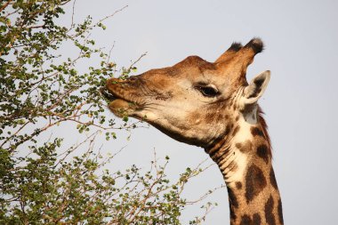 Giraffe / Giraffe / Giraffa camelopardalis