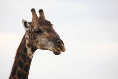 Giraffe / Giraffe / Giraffa camelopardalis