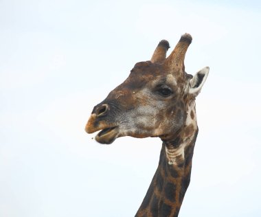 Giraffe / Giraffe / Giraffa camelopardalis