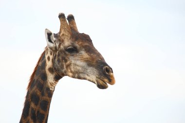 Giraffe / Giraffe / Giraffa camelopardalis