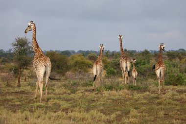 Giraffe / Giraffe / Giraffa camelopardalis