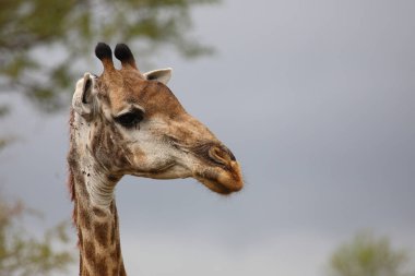 Giraffe / Giraffe / Giraffa camelopardalis