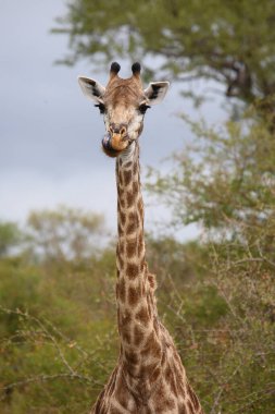 Giraffe / Giraffe / Giraffa camelopardalis