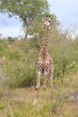 Giraffe / Giraffe / Giraffa camelopardalis