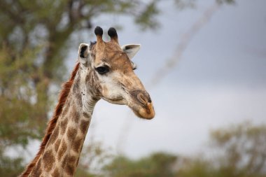 Giraffe / Giraffe / Giraffa camelopardalis