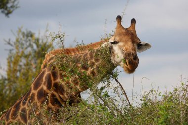 Giraffe / Giraffe / Giraffa camelopardalis