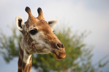 Giraffe / Giraffe / Giraffa camelopardalis