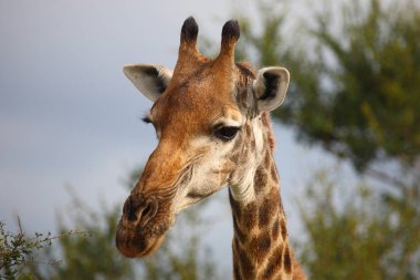 Giraffe / Giraffe / Giraffa camelopardalis