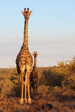 Giraffe / Giraffe / Giraffa camelopardalis